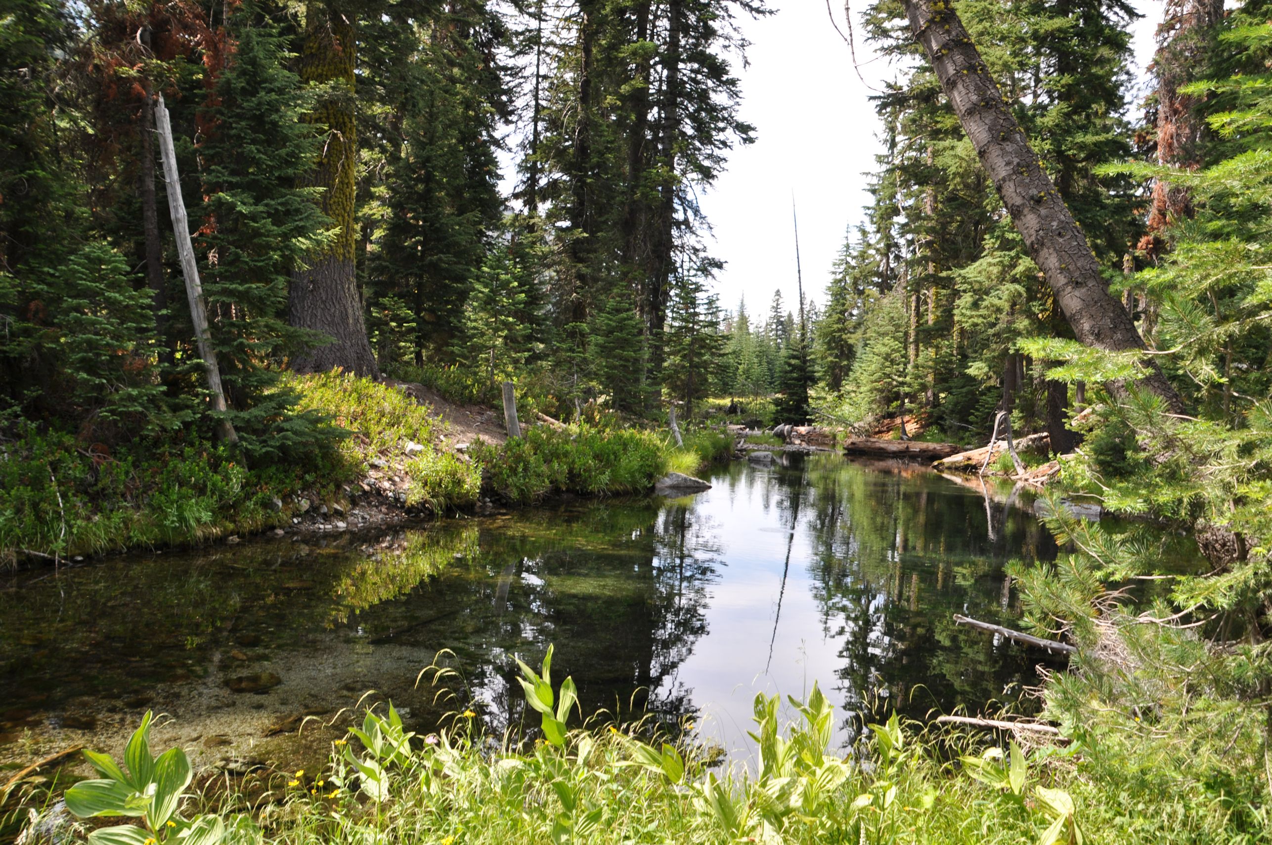 Pool beside my camp.