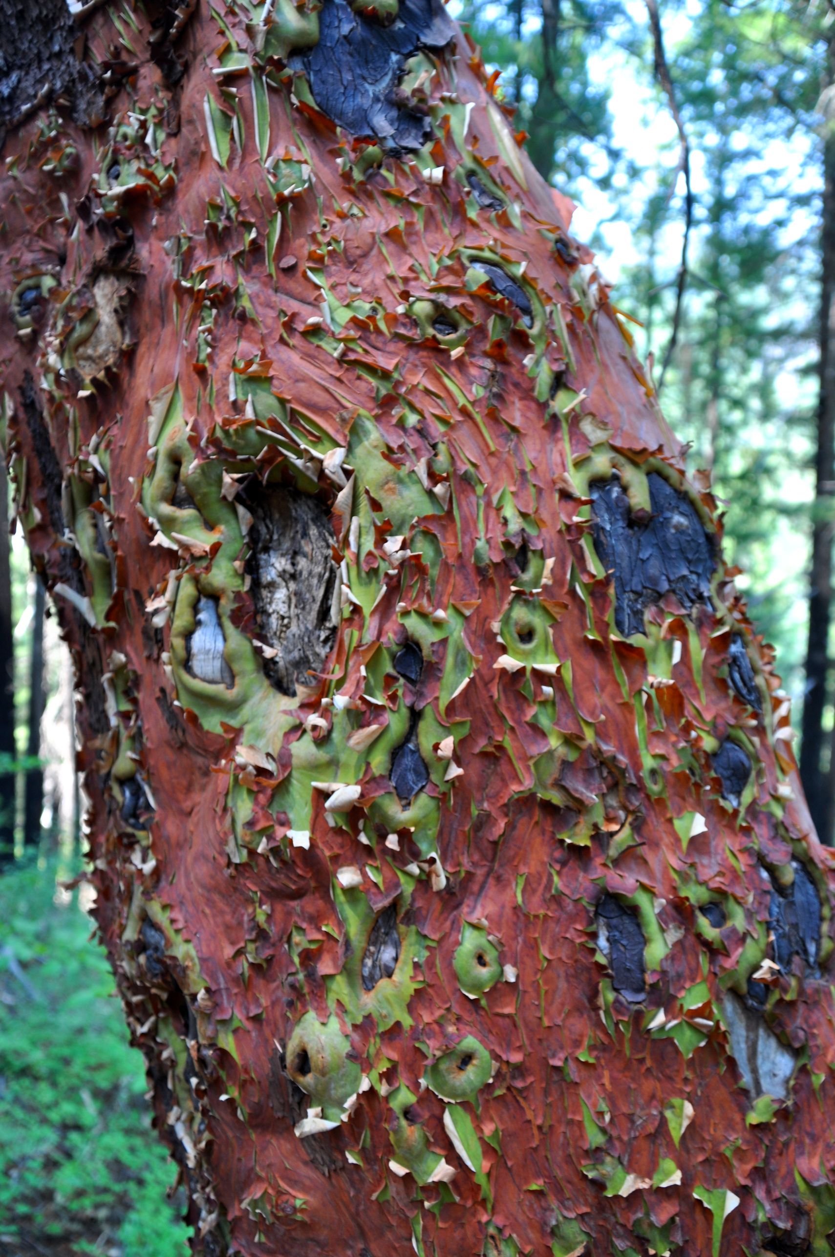 The remarkable bark of a Madrone tree.
