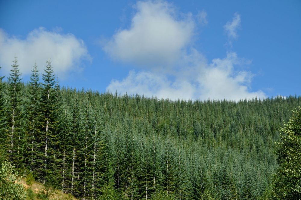 Hills of Noble Fir as seen from Highway 504 on the way to Johnston Ridge Observatory.
