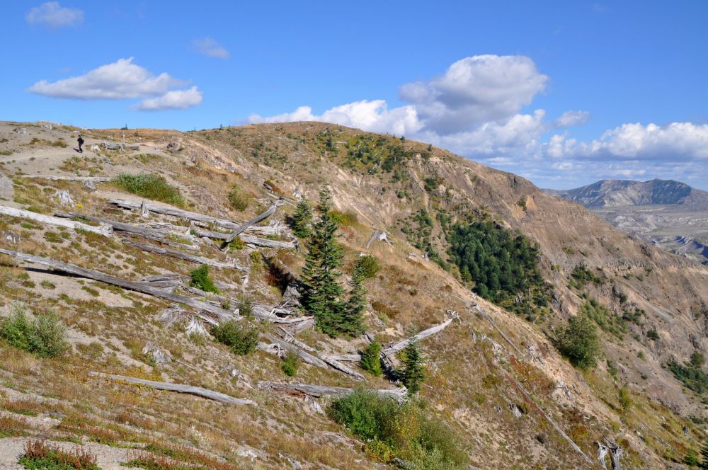 Remnants of towering trees still lie where the mountain's blast shoved them down, 34 years ago.