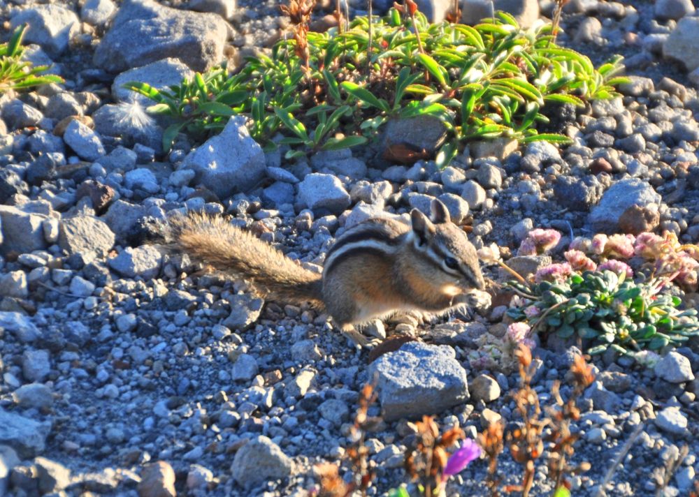 A chipmunk nibbles something tasty.