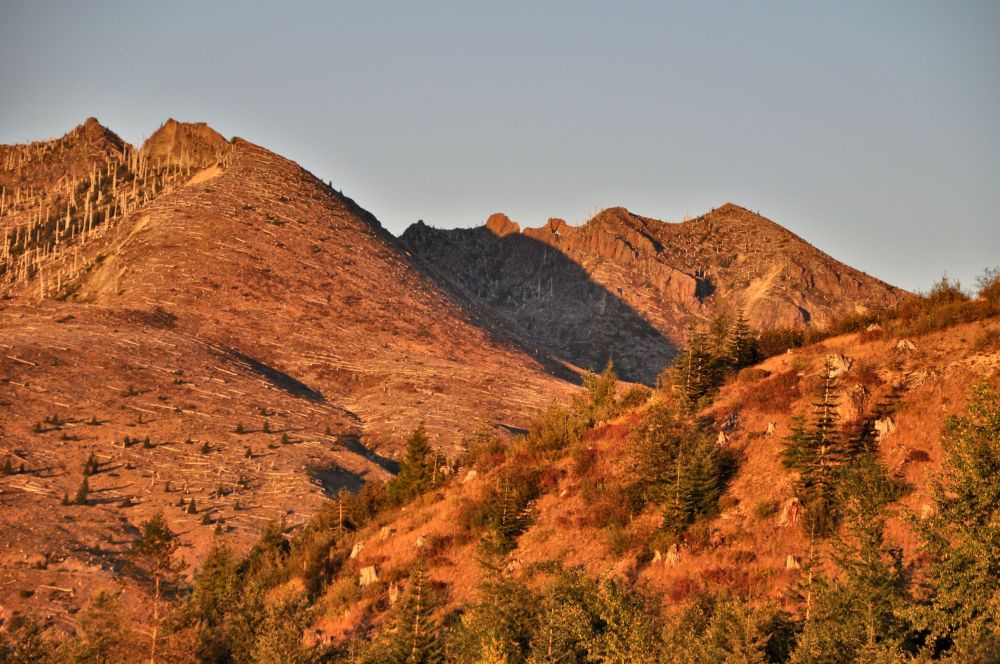 Evening sun turns the silvery spikes of dead trees into copper.