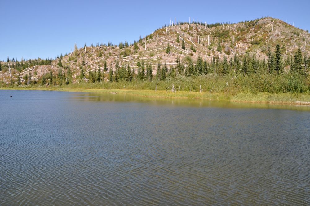 Meta Lake. Remnants of the destroyed forest are still visible while the new one regenerates, purely on Mother Nature's timeline.