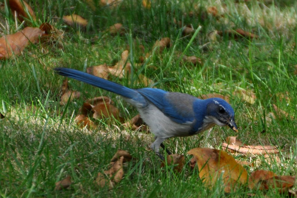 Jay about to drop some food into a hole.