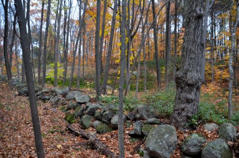 Old stone wall in a Massachusetts forest.