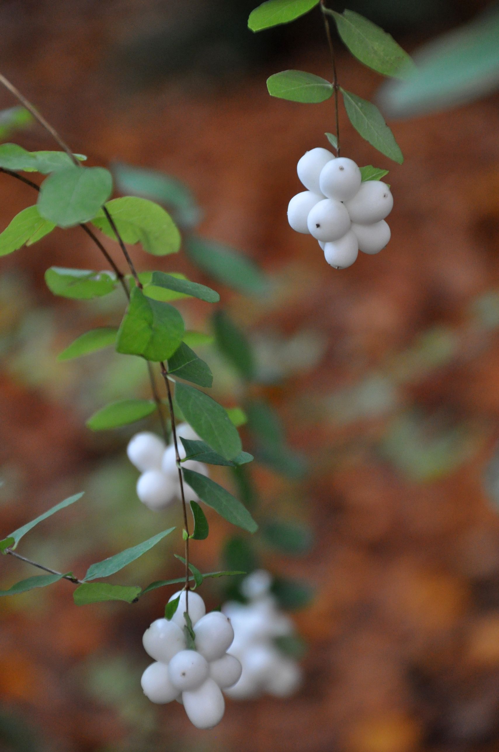 Snowberries at the park