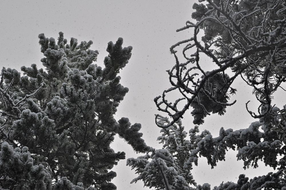 I was tempted to use this one in my B&W challenge. What a pretty twisty tree branch.