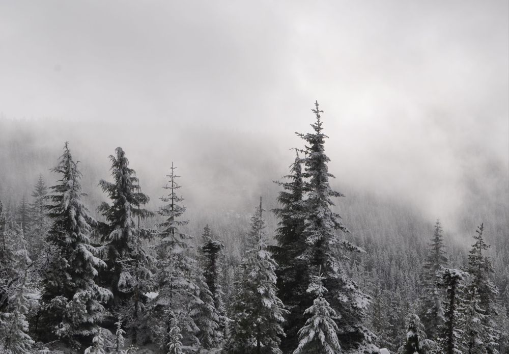 At the top of the mountain, sun periodically lit up the bits of cloud moving through.