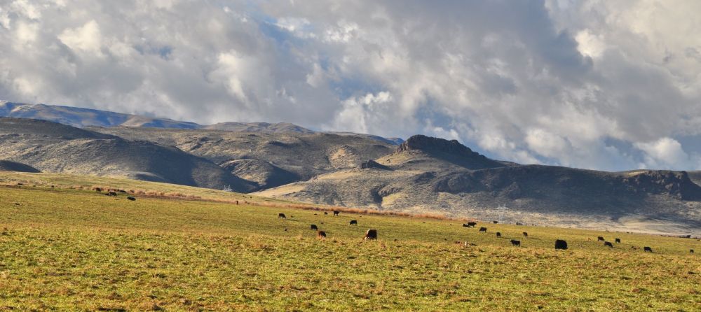 Cows graze in the weak afternoon sun of December in the Owyhee desert.