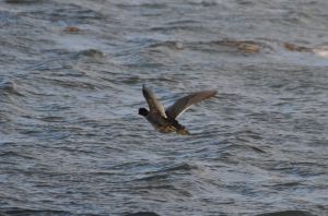 A duck lifts off from the Snake River.