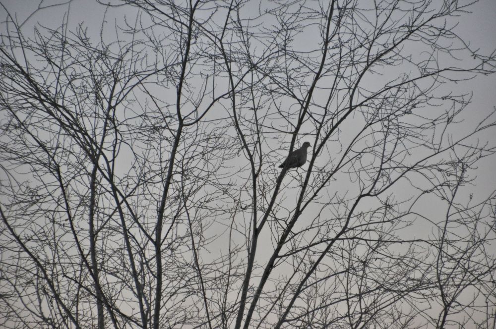 Dove waits for sunrise.