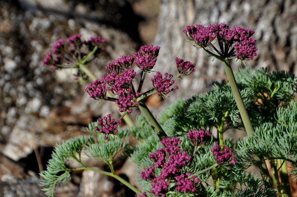 One person in our group was very knowledgeable about the wildflowers and was able to name everything we spotted. 