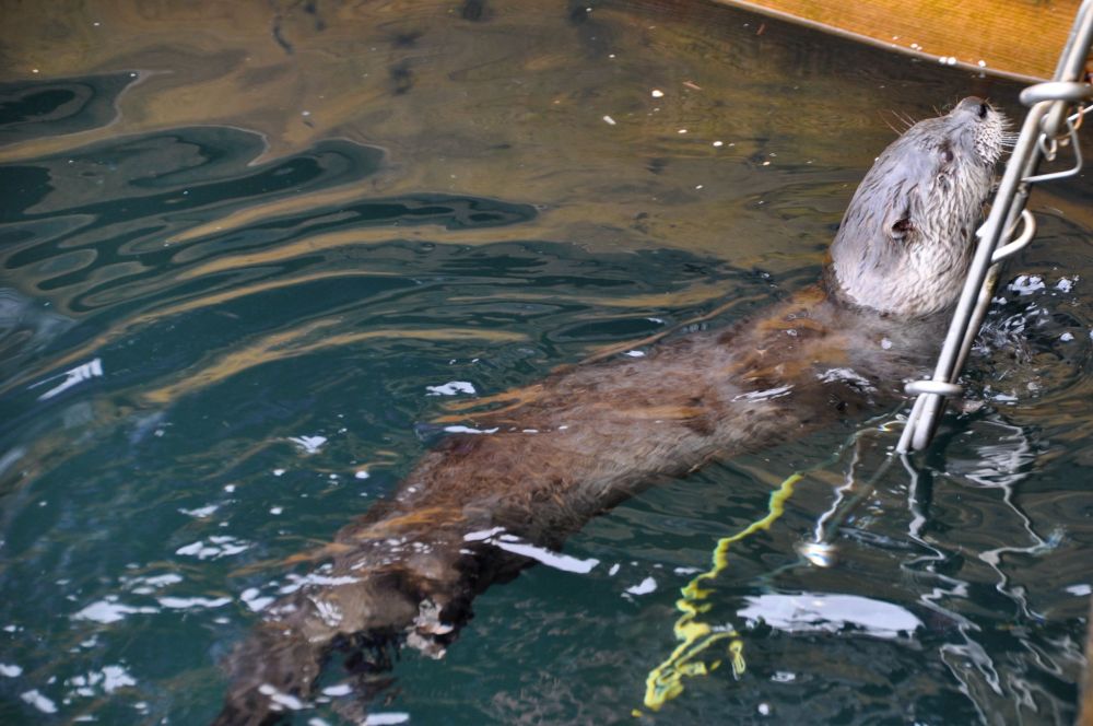 There was also an otter.