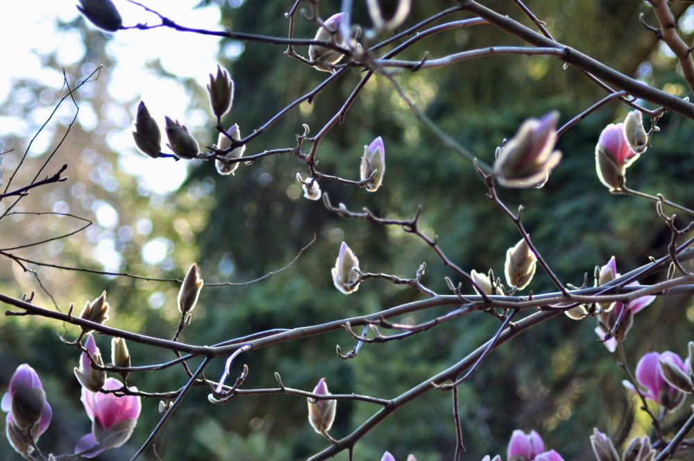 I couldn't get enough of the fuzzy flower buds. Tara was getting chilly, hopping from one foot to the other, while I was not aware of temperature at all.