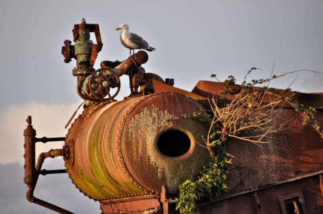 Seagull on an old boiler from the seaside fish processing days.