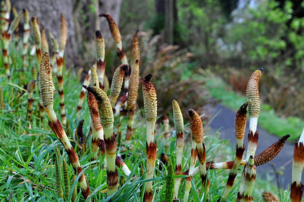 Horsetails along a trail