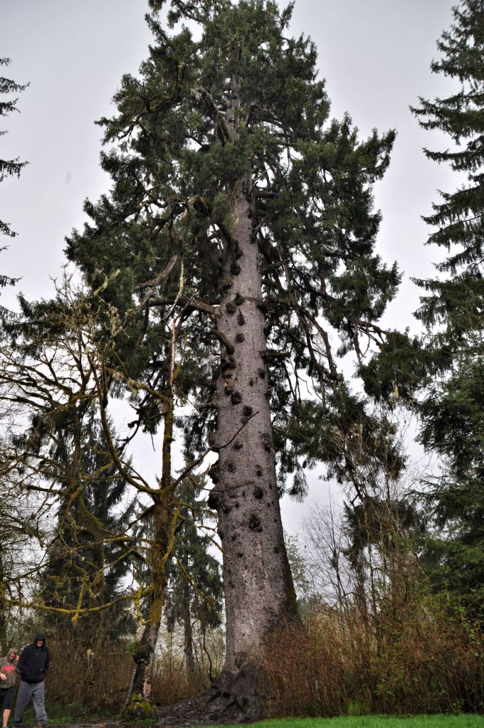 The World's largest Sitka Spruce. 58 feet 11 inches in circumference, 191 feet tall, approximately 1,000 years old.