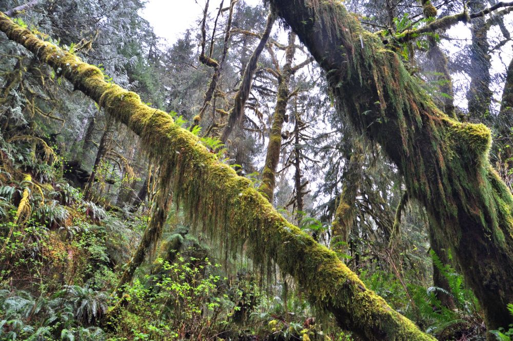 Rainforest trees look like the long hairy arms of a green ape.
