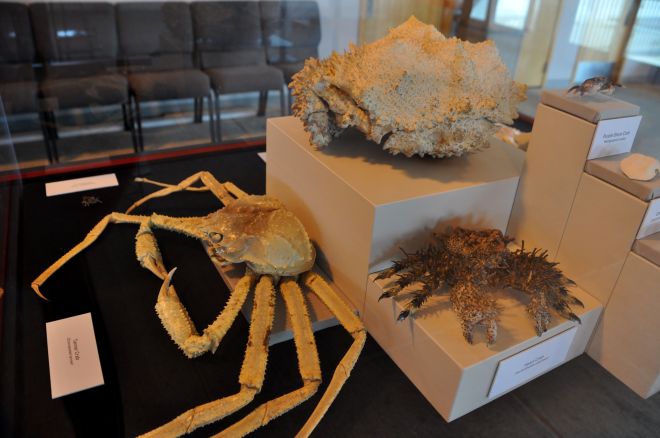 There were entertaining displays inside the ferry building, such as this crab display.