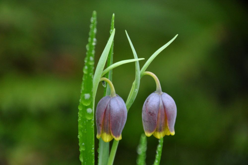 Delicate twins. Beds of Flowers are often raised, making close-ups of tiny, ground-hugging flowers easier.