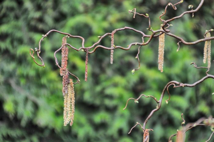 Twisty branch of Corylus with catkins