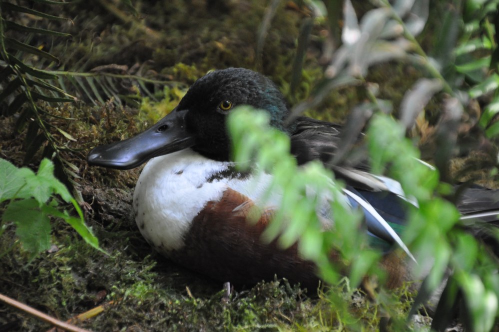 A Northern Shoveler trying to find a nap spot away from the eager crowds.