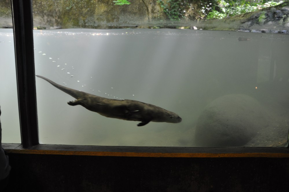 This is a different otter, who was swimming along the length of the pond, delighting the children who stood with their faces pressed again the glass. When one of the otters flashed past, the children would shriek and squeal!