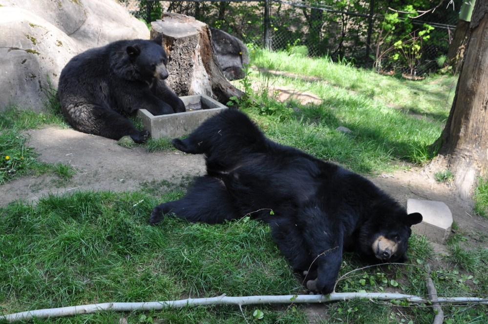 The bears were fun to watch. One played in a water trough for awhile, one rolled around on the ground playing with a branch, and a third napped in the background.