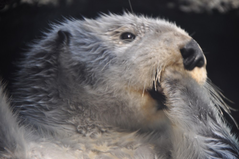 It was difficult to get a good shot through the thick and scratched Plexiglas, but this one turned out ok.