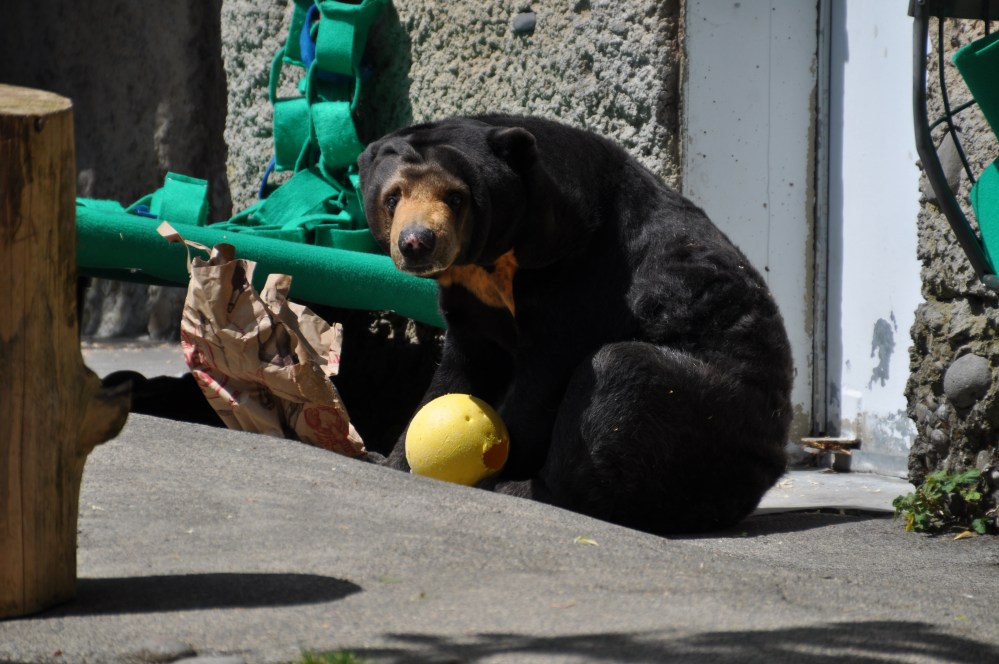 Look at the face of the Malayan Sun Bear! This one was in a playful mood.