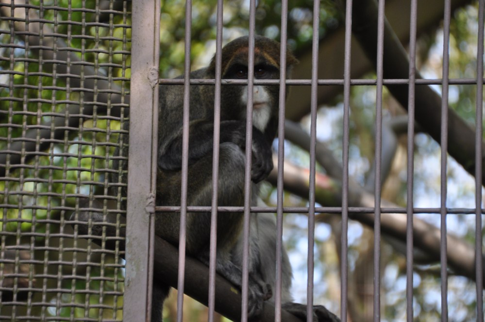 DeBrazza's Monkey gazes out at me from behind bars.