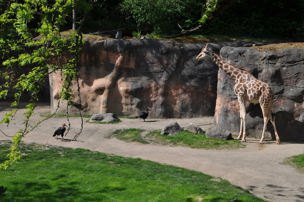 This photo makes either the giraffe look small or the birds look enormous. Answer: these birds are enormous!