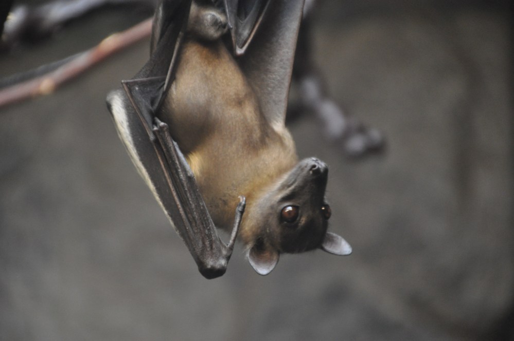 An Egyptian fruit bat. Gosh they are so beautiful I just want to cuddle. I love bats.