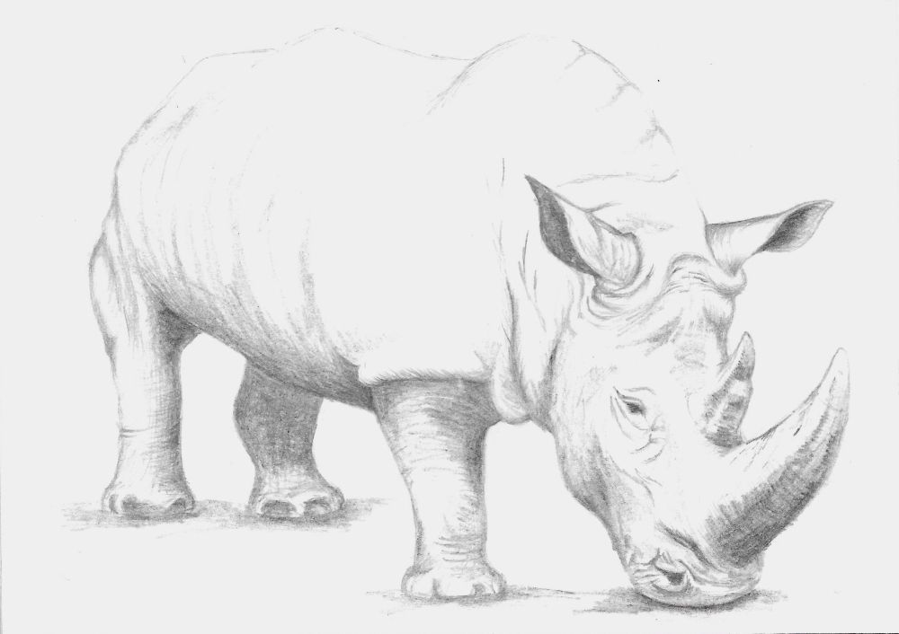 My rhinoceros. I love how it turned out.