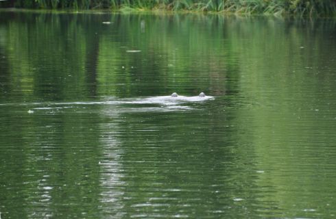 I know this photo doesn't look like much, but they were otters! I am excited to show you a pair of otters.(You'll have to trust me.)
