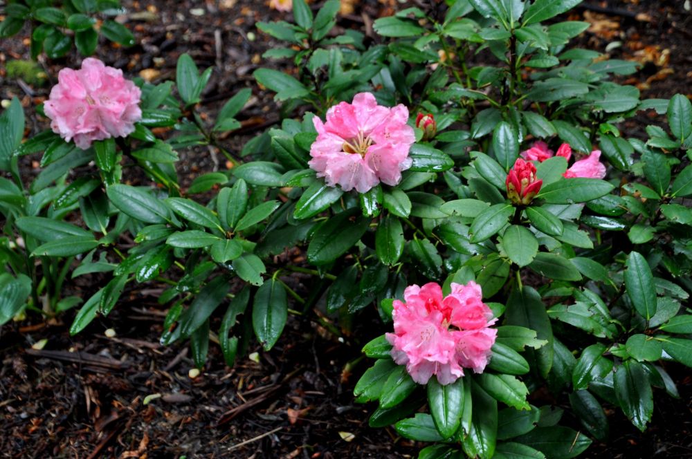 This shade of pink seems to be the most common, and is the colour I most frequently find in the wild.