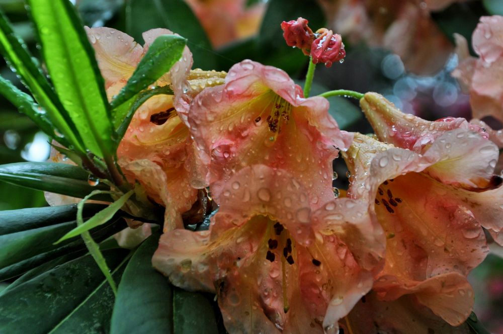 Water droplets make the salmon blossoms seem even more succulent.