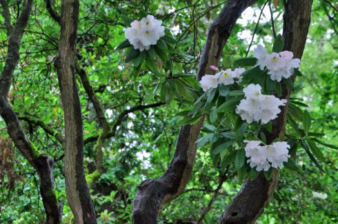 On of the funnest things about rhododendrons is that they can grow into tree-sized bushes. I like the effect of flowers over my head.