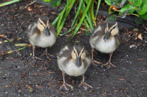 Babies!! They came bobbling after us, hoping for treats. Mom and dad Mallard hovered nearby.