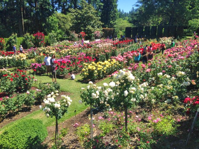 Looking down onto the Rose Test Garden.