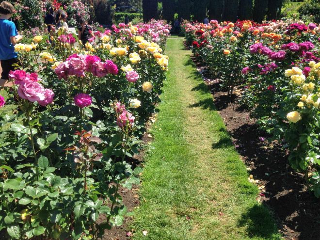 Aisles of fragrance and colour.