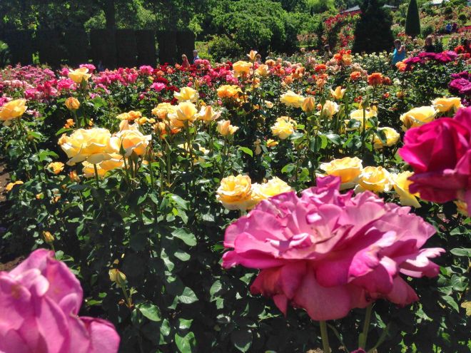 Most of the roses were as tall as we were, and the blossoms were nose-height: perfect.
