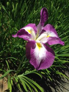 Irises grew from the water beside a wooden walking path that kept our feet dry.