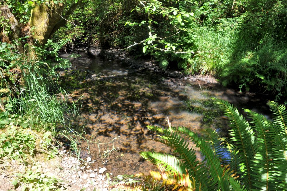 A year-round creek has trout and crawdads.