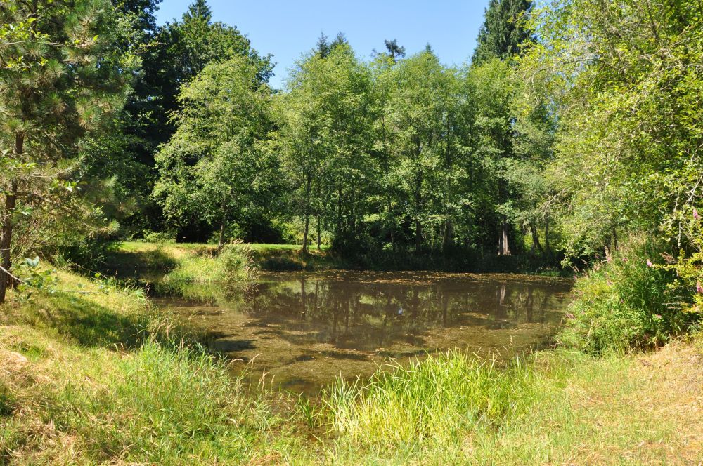 The pond hosts a painted turtle who likes to sun himself on the tiny island.