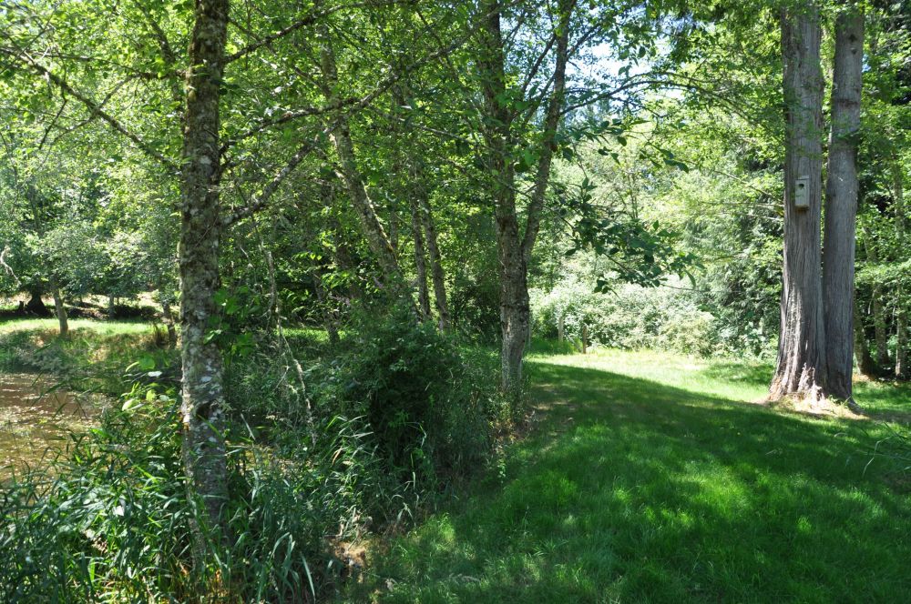 This is behind the pond, a park-like area that holds a few Wood Duck boxes on the trees.