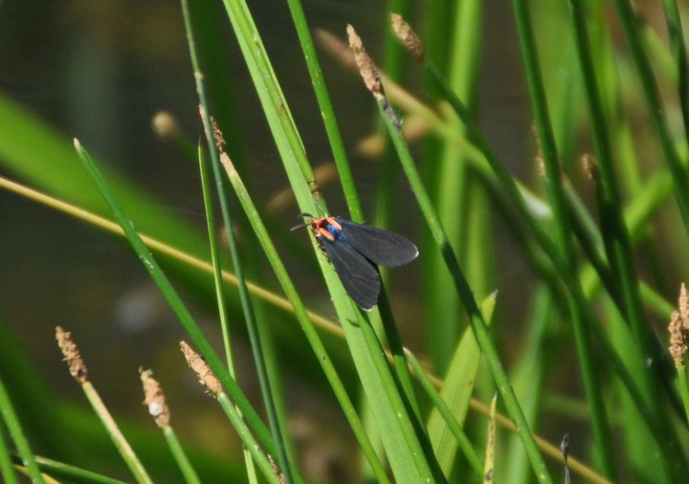 Not a dragon fly. But interesting  nonetheless.