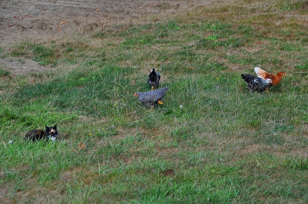 Often, Racecar will be resting in the grass somewhere, and the chickens will get closer and closer, as though tempting fate.