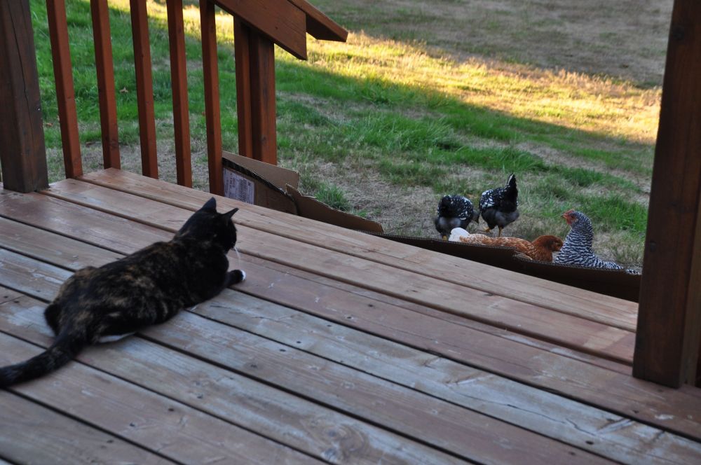 Racecar prefers to be separated from the chickens. (You see my cardboard "fence" to keep them off the deck.)