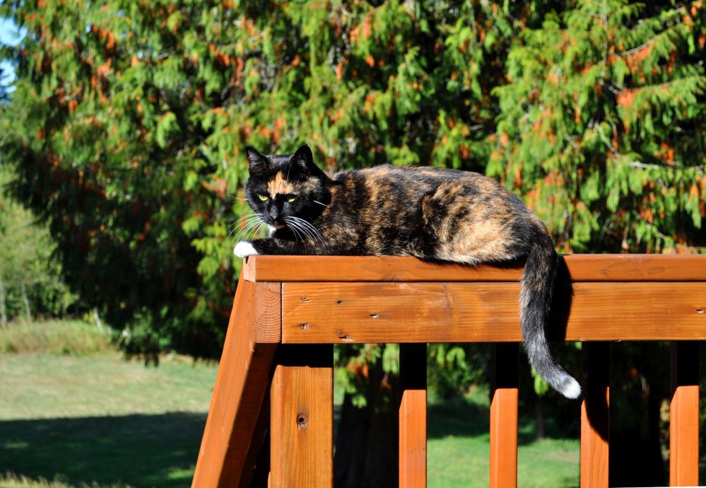 Racecar soaks up some sun and surveys her realm.